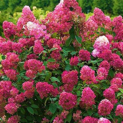 Hortenzia metlinatá (Hydrangea paniculata)