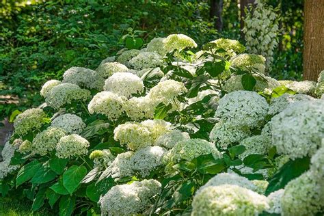 Hortenzia stromčekovitá (Hydrangea arborescens)
