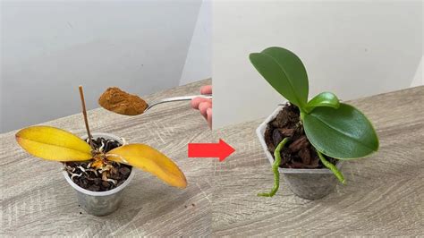 Orchidea so žltými listami