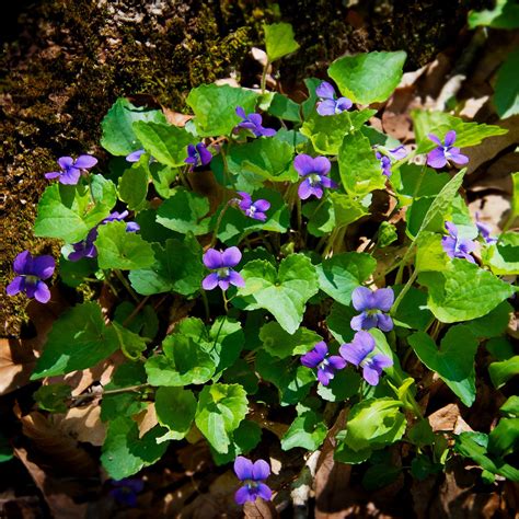 Modrofialové kvety Viola sororia
