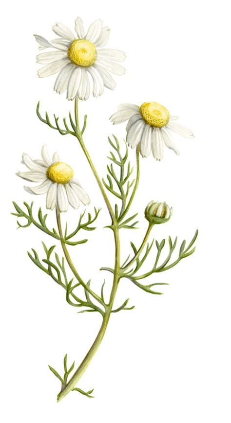 Ilustrácia rastliny rumanček kamilkový