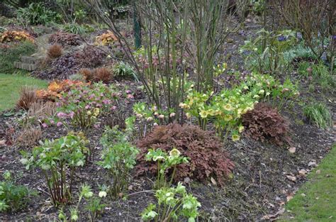 Detail žltozelených kvetov čemerice zubrohlavej