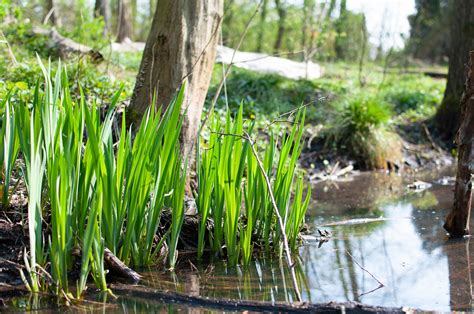 Ilustrácia rastliny puškvorec obyčajný s koreňom a listami