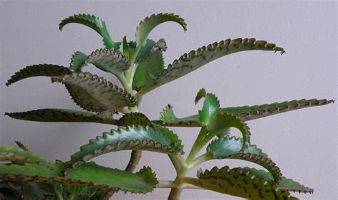 Listy kalanchoe poškodené nadmerným slnkom