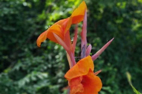 Ľaliovka s oranžovými kvetmi