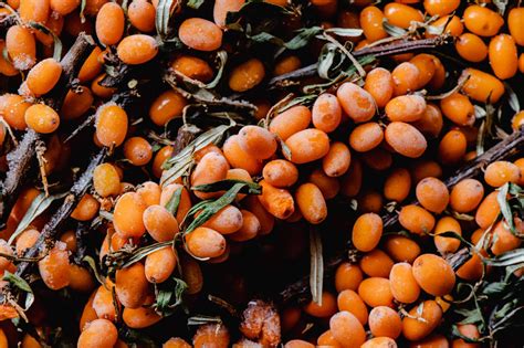 Krúpy rakytníka s oranžovými plodmi