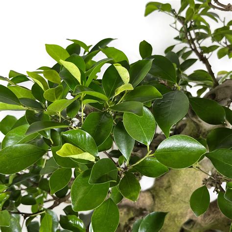 Odrezky Ficus retusa v substráte