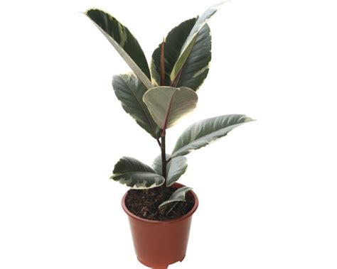 Rôzne druhy Ficus