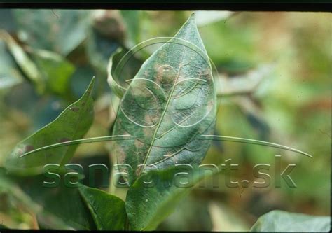 škodcovia papriky a prevencia