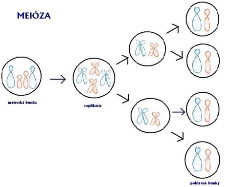 Schéma delenia bunky: mitóza vs. meióza