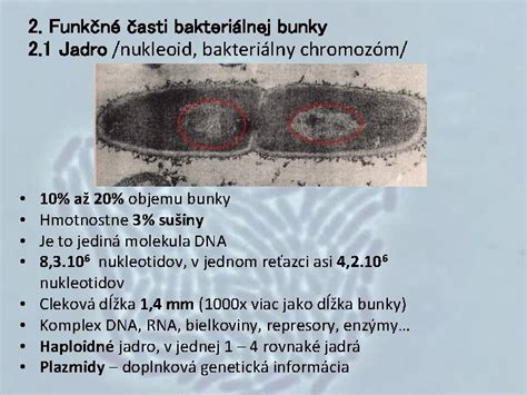 Časozberné video delenia živočíšnej a bakteriálnej bunky