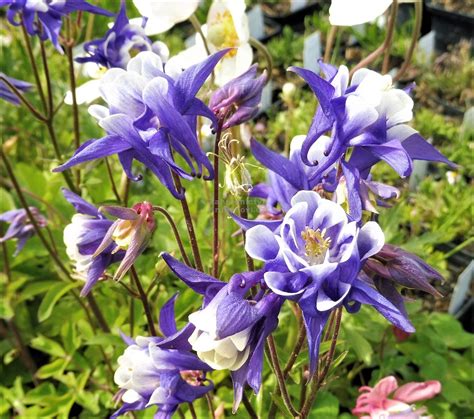 Aquilegia (Orlíček) s charakteristickými kvetmi