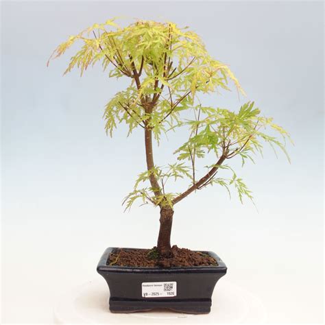 Javor dlaňolistý bonsai