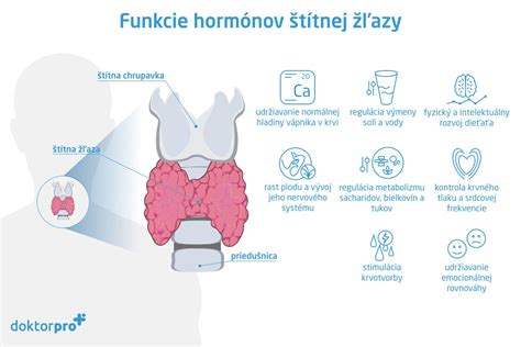 Grafické znázornenie štítnej žľazy v ľudskom tele