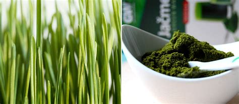 Zelené potraviny ako jačmeň a chlorella