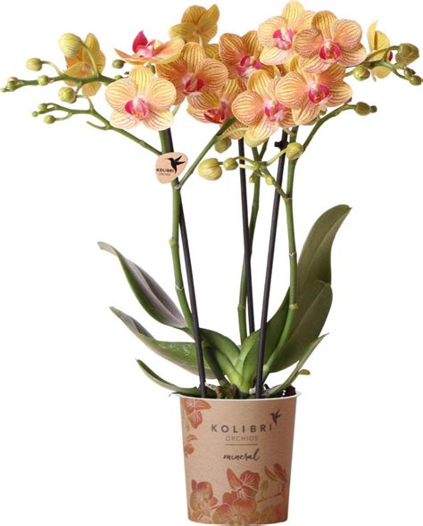 Rozkvitnutá orchidea s detailom kvetov