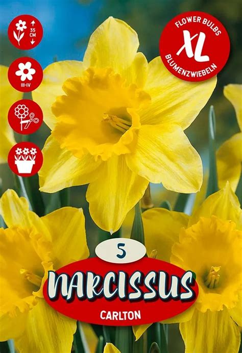 Ilustrácia tvorby krepového kalicha narcisu