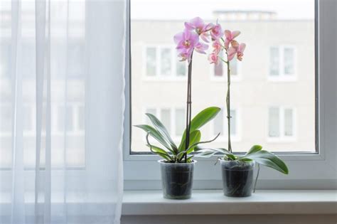 Orchidea na okne