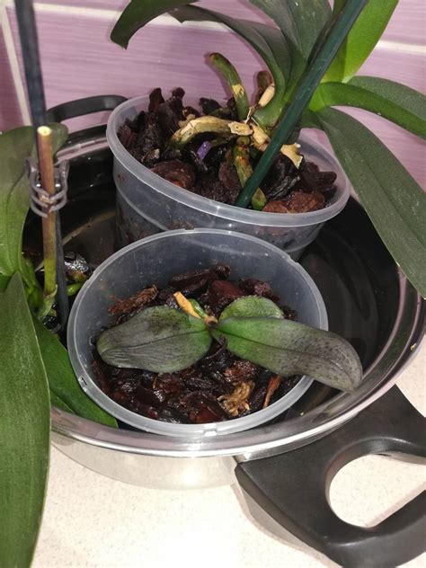 Orchidea s novým výhonkom (keiky)