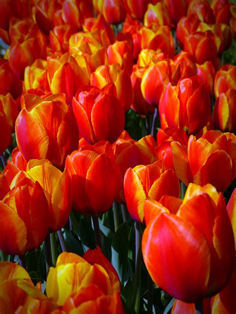 Kvet tulipánu