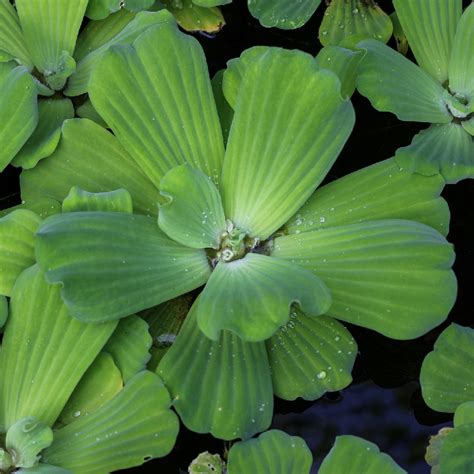 Pistia stratiotes kvety a listy