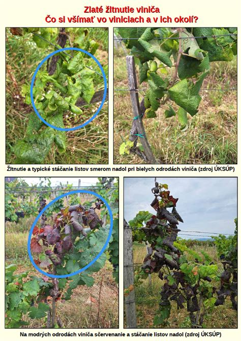 Časovanie presádzania viniča