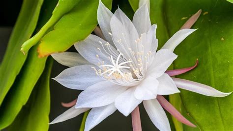 Kaktus Kadupul (Epiphyllum oxypetalum)