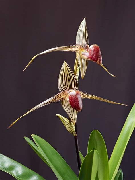 Rothschildova orchidea (Paphiopedilum rothschildianum)