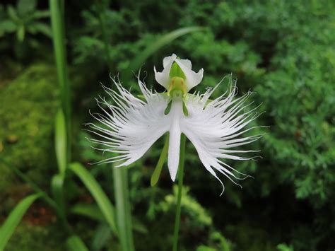 Biela volavka orchidea (Pecteilis radiata)