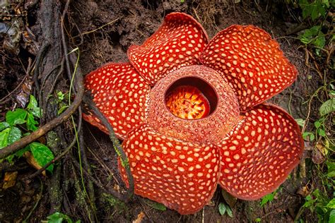 Raflézia (Rafflesia arnoldii)