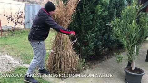 Zazimovanie okrasnej trávy v kvetináči