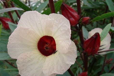 Kvitnúci ibištek sudánsky