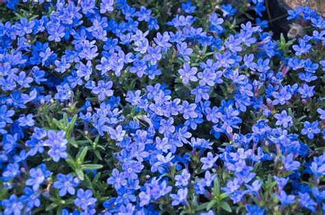 Kamejka (Lithodora) s modrými kvetmi