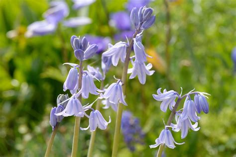 Hyacint modrý - Hyacinthoides ´Dark Excelsior´