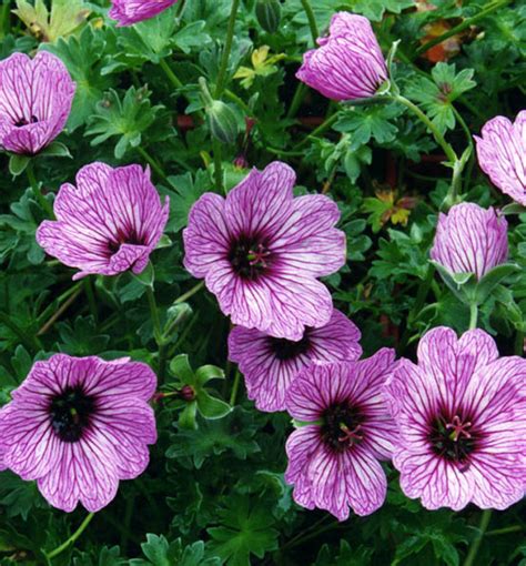 Pakost (Geranium) s modrofialovými kvetmi