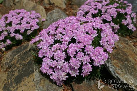 Trávnička (Armeria) v skalke