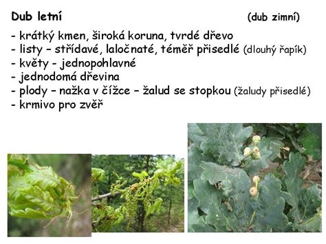 Široká koruna duba zimného