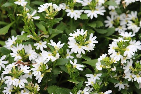 rozmanitosť druhov Scaevola s označením názvov