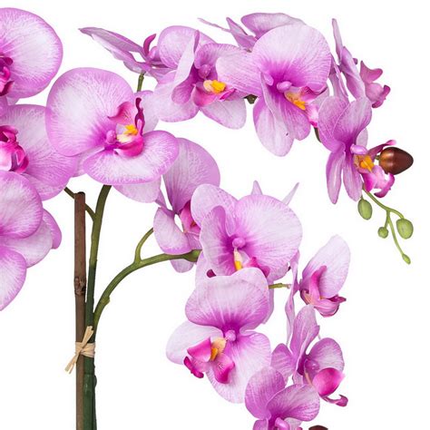 Orchidea s bielymi a ružovými kvetmi
