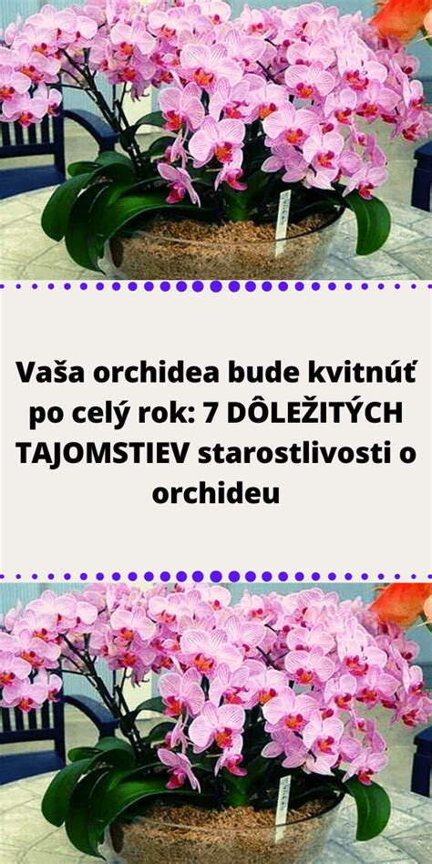 Infografika o starostlivosti o orchideu