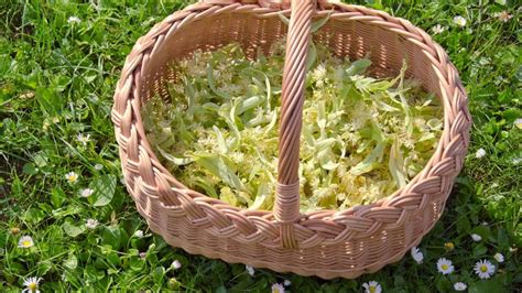 Zber lipových kvetov s listeňmi