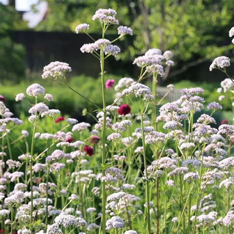 Kvet smohly lekárskej