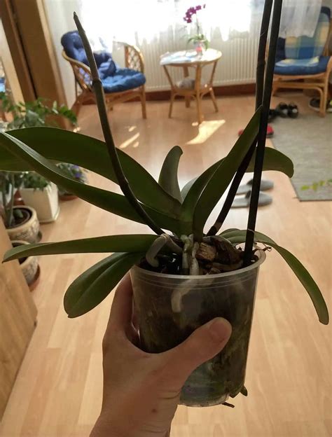 správny spôsob zálievky orchidey ponorením