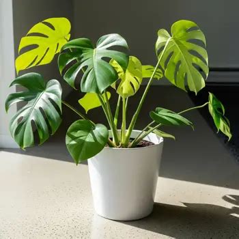 Monstera deliciosa s veľkými perforovanými listami