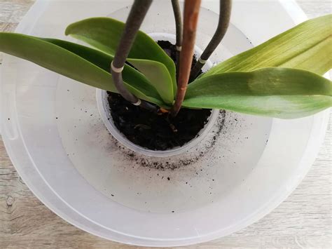 Orchidea ponorená vo vodnom kúpeli