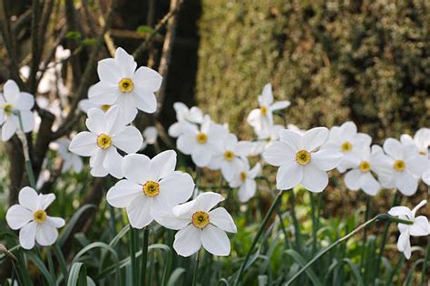 Narcis biely (Narcissus poeticus)