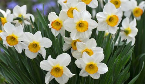 Odroda narcisu 'White Lyon'