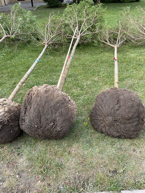 Koreňový bal stromu