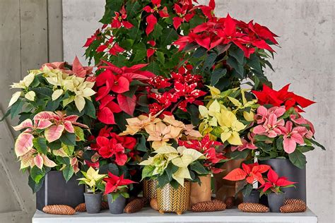 Vianočná ruža Poinsettia
