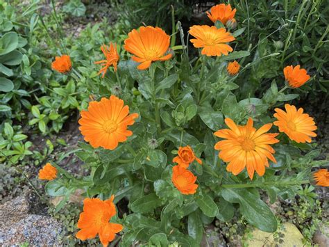 Kvitnúci nechtík lekársky